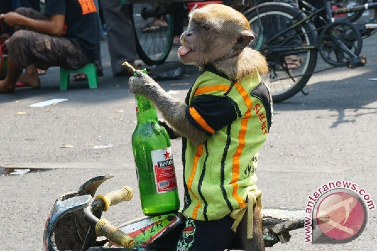 Jakarta moves to ban street monkey shows