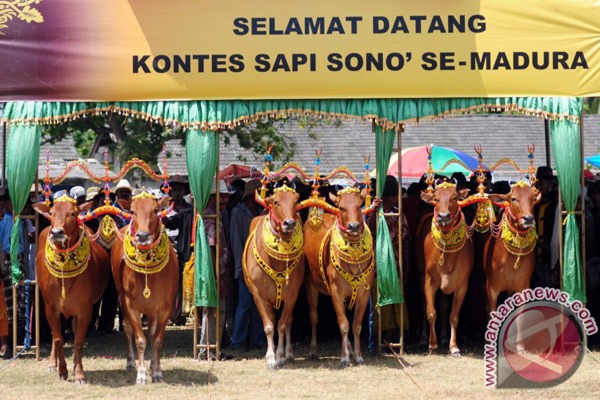 Kontes kecantikan sapi digelar di Stadion Soenarto Hadiwidjojo, Pamekasan