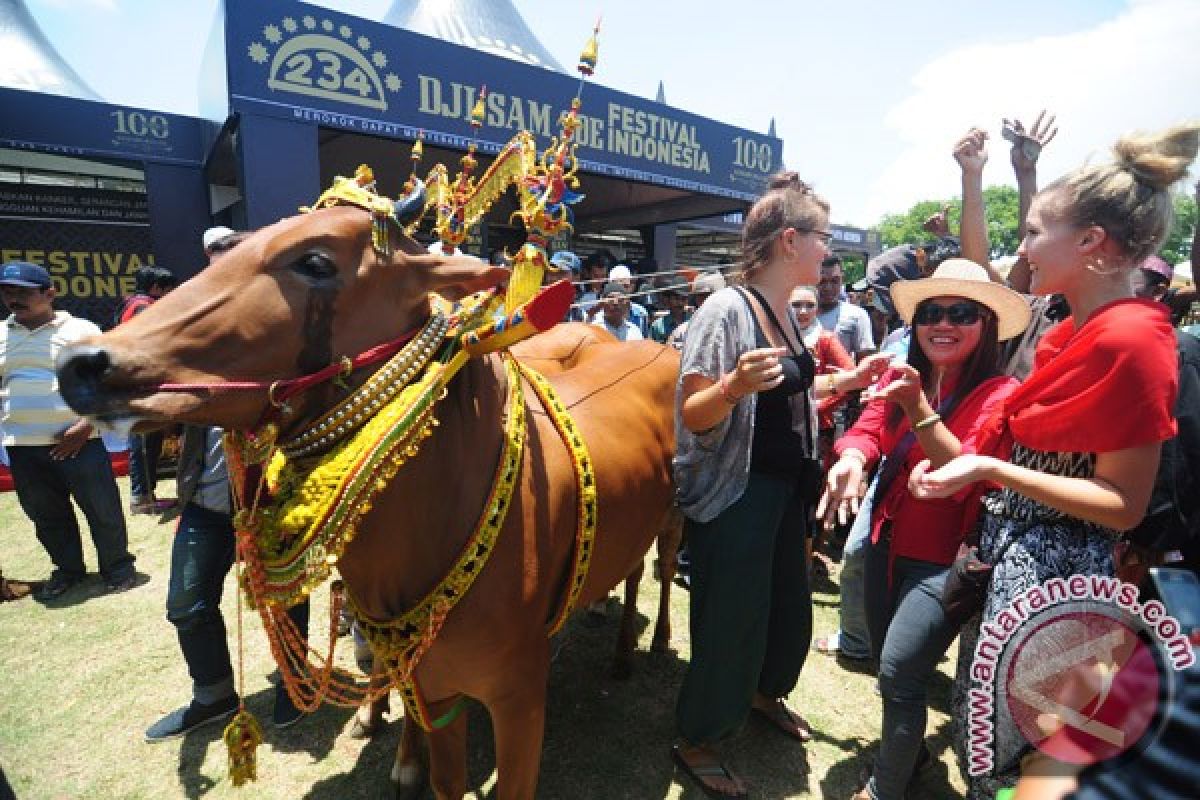 Beda kontes sapi sonok dan karapan sapi