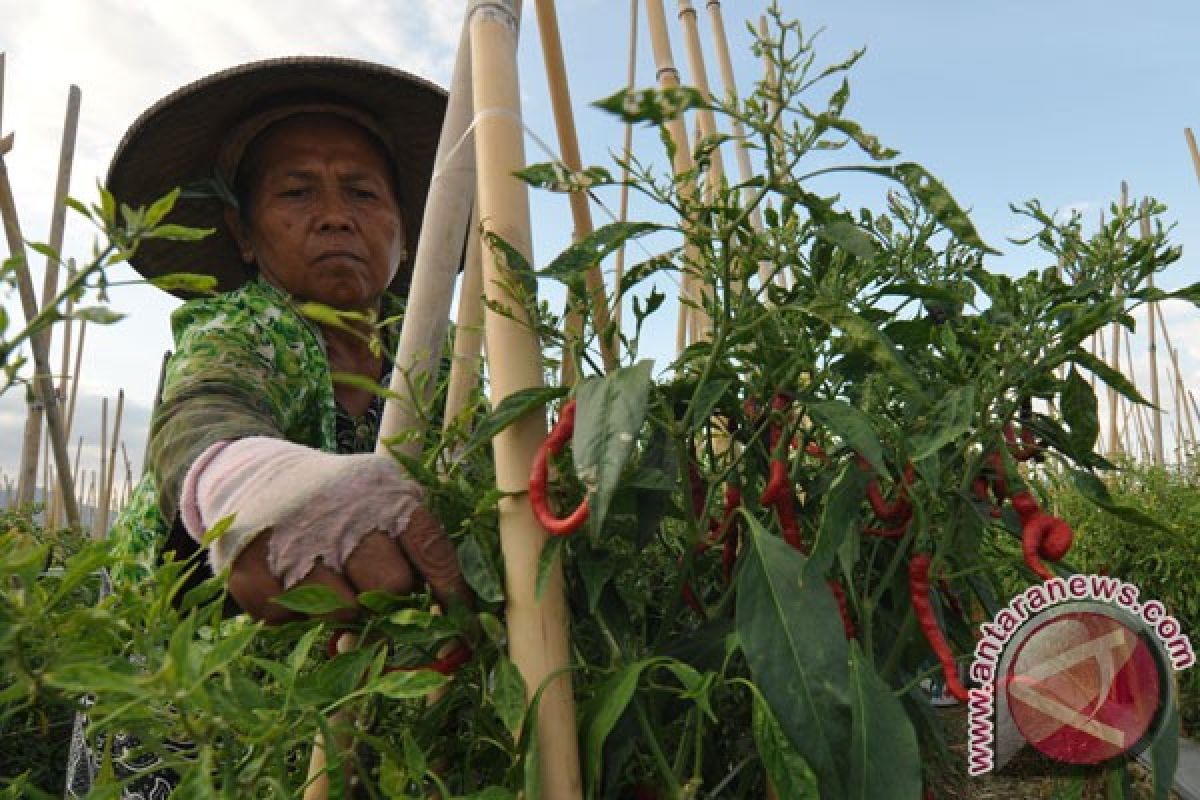 Petani sayur terancam kebijakan pembatasan investasi asing