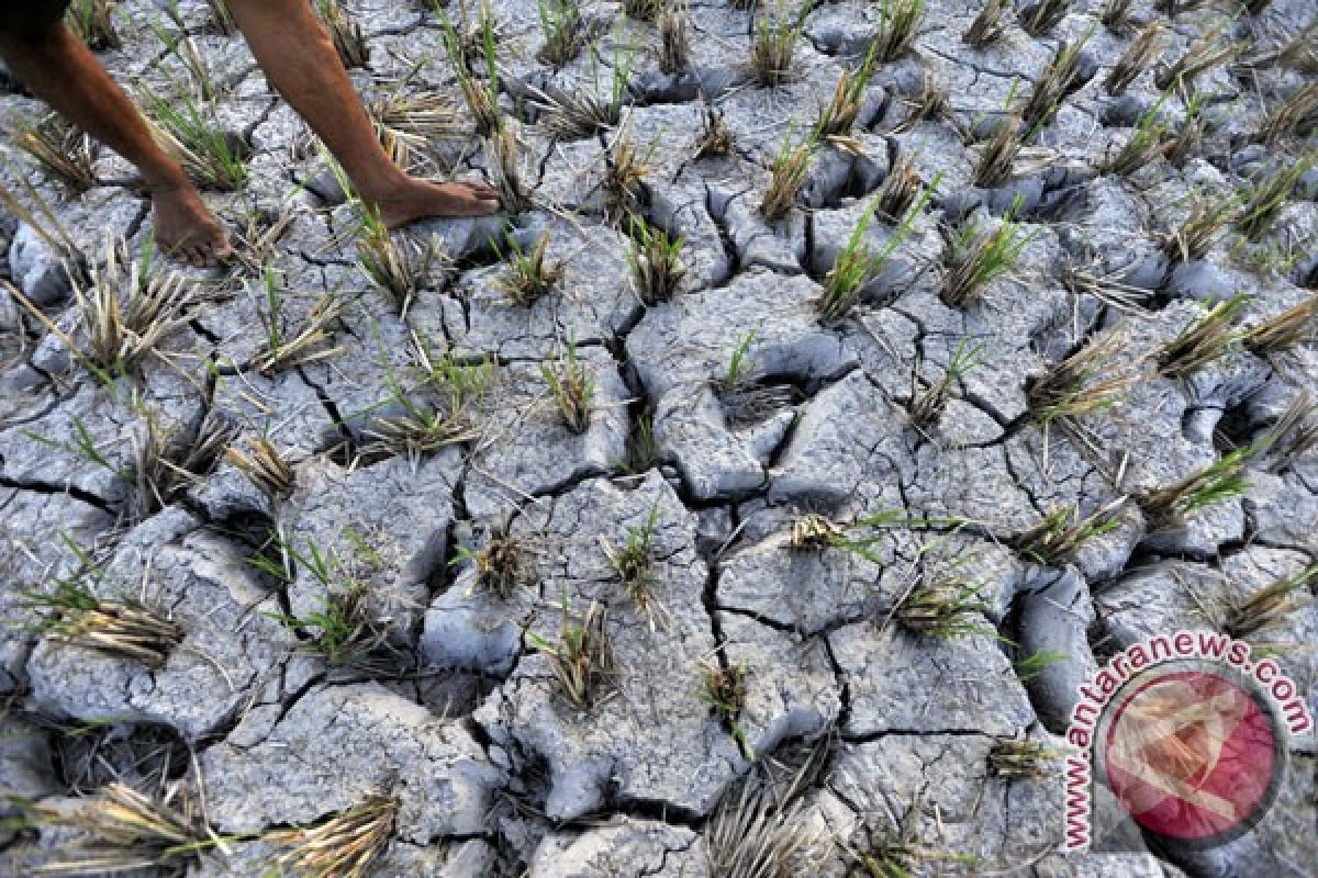 El Nino tahun ini tidak sekuat 1997