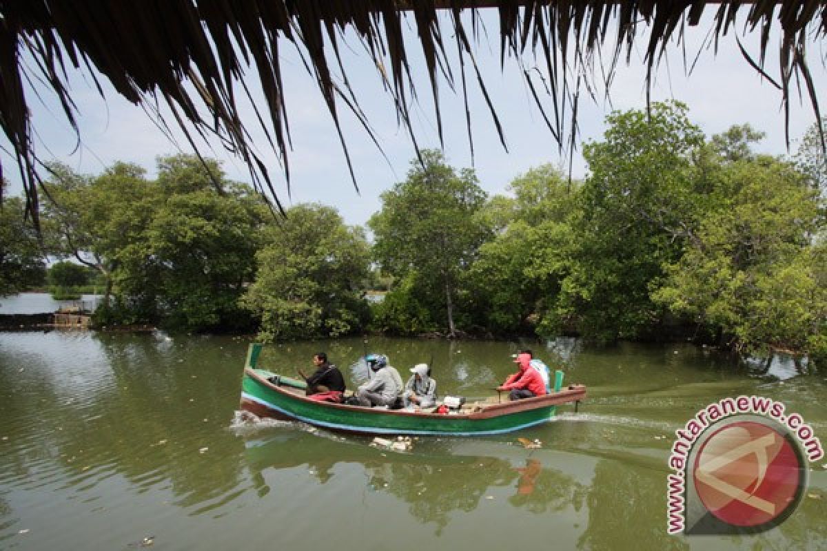 50 persen kawasan mangrove Gunung Palung rusak