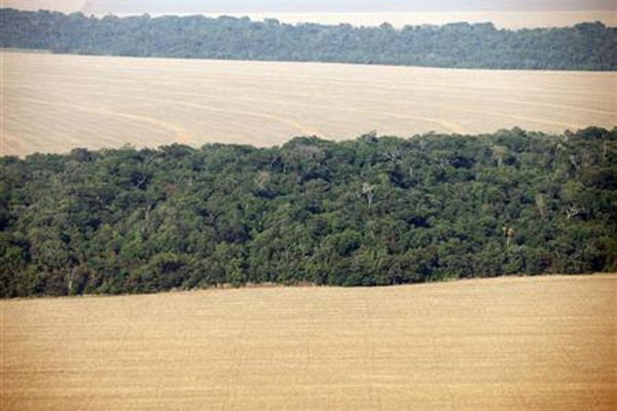 Hutan Amazon diprediksi akan kekeringan