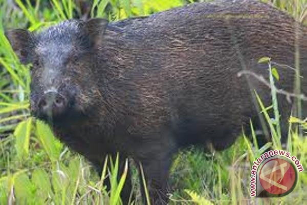 Distan Mukomuko bantu antisipasi serangan hama babi