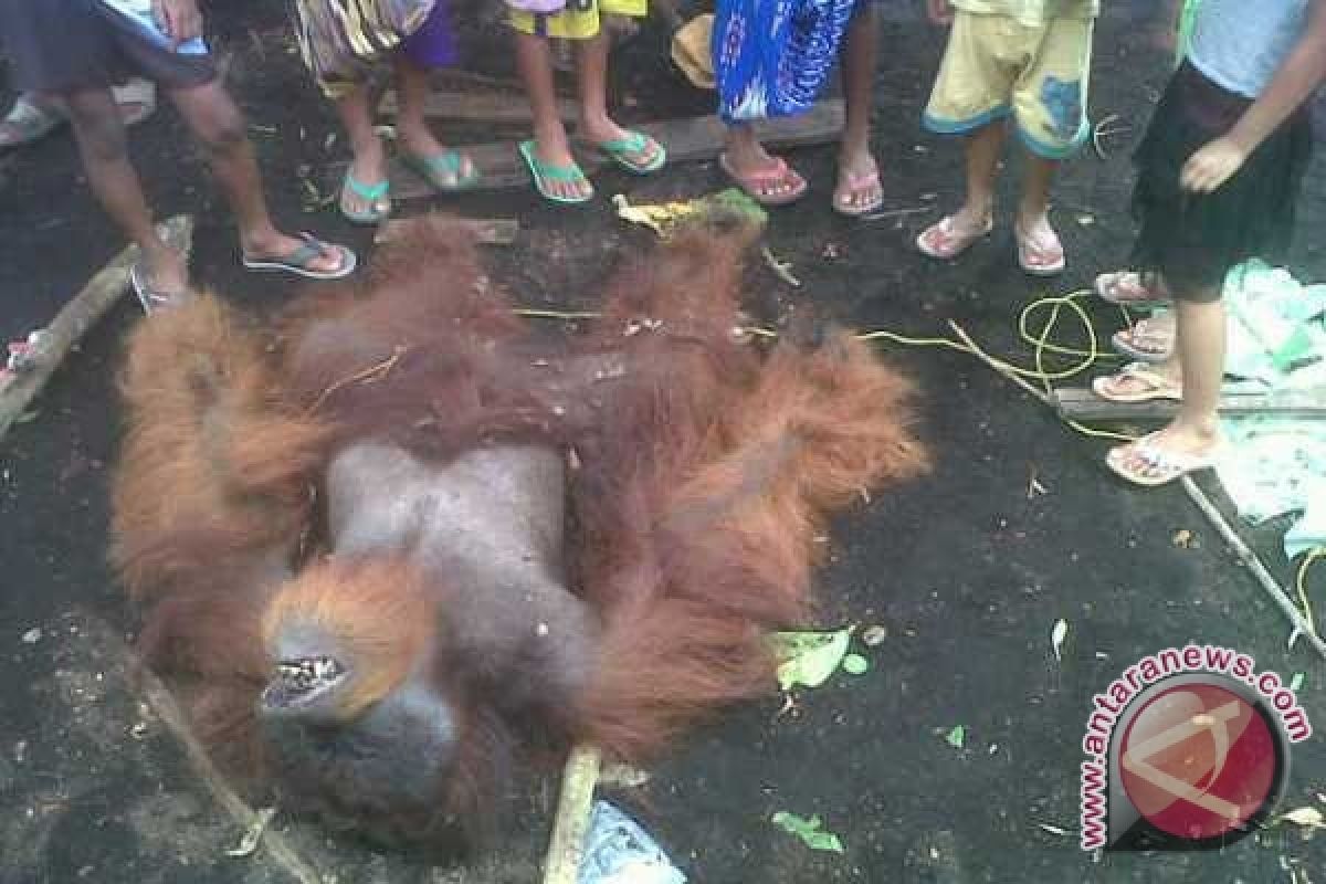 BKSDA Kalbar : Empat Kematian Orangutan 