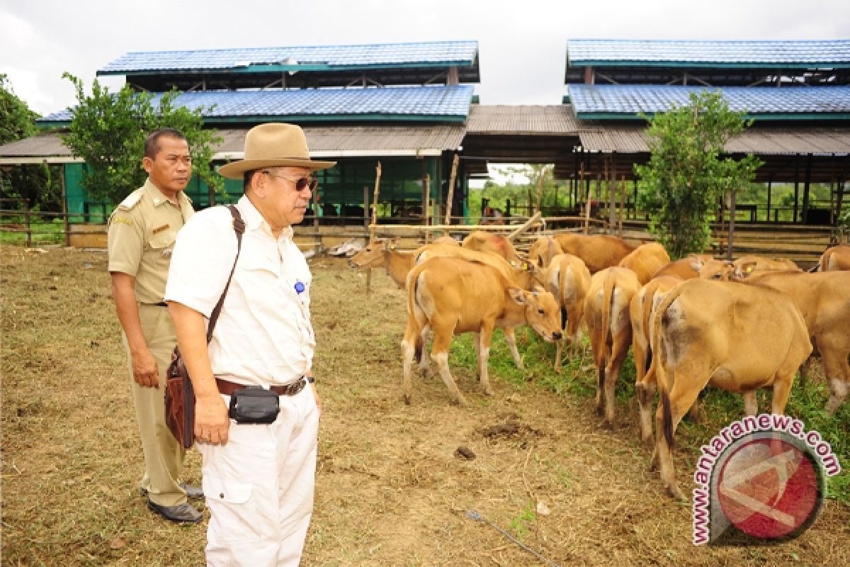  7000 Cows Stock for Qurban in South Kalimantan