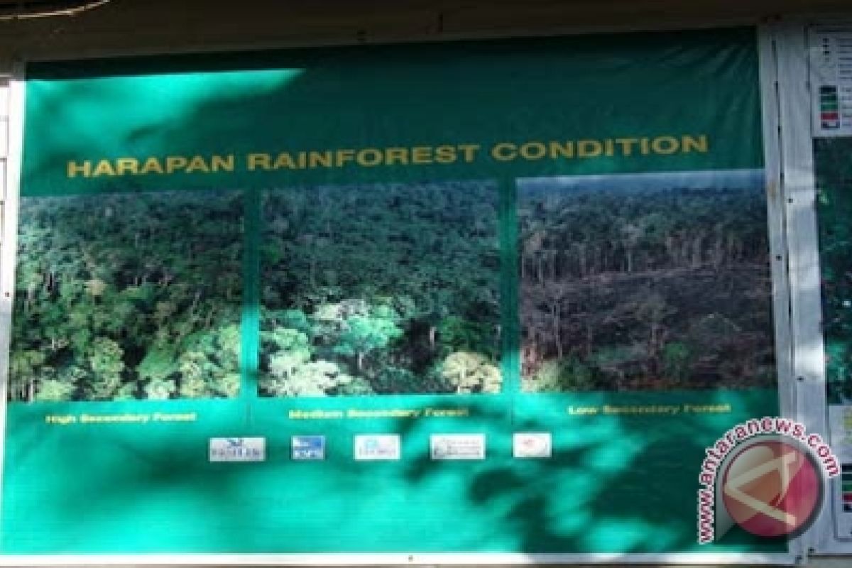 Tambang batu bara ancam Hutan Harapan