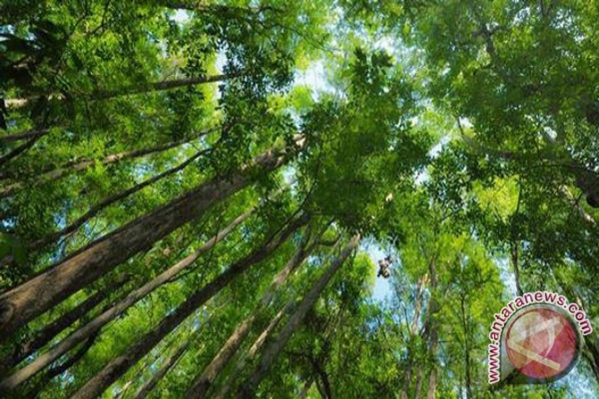 Hutan Bukit Kumbang jadi target perhutanan sosial