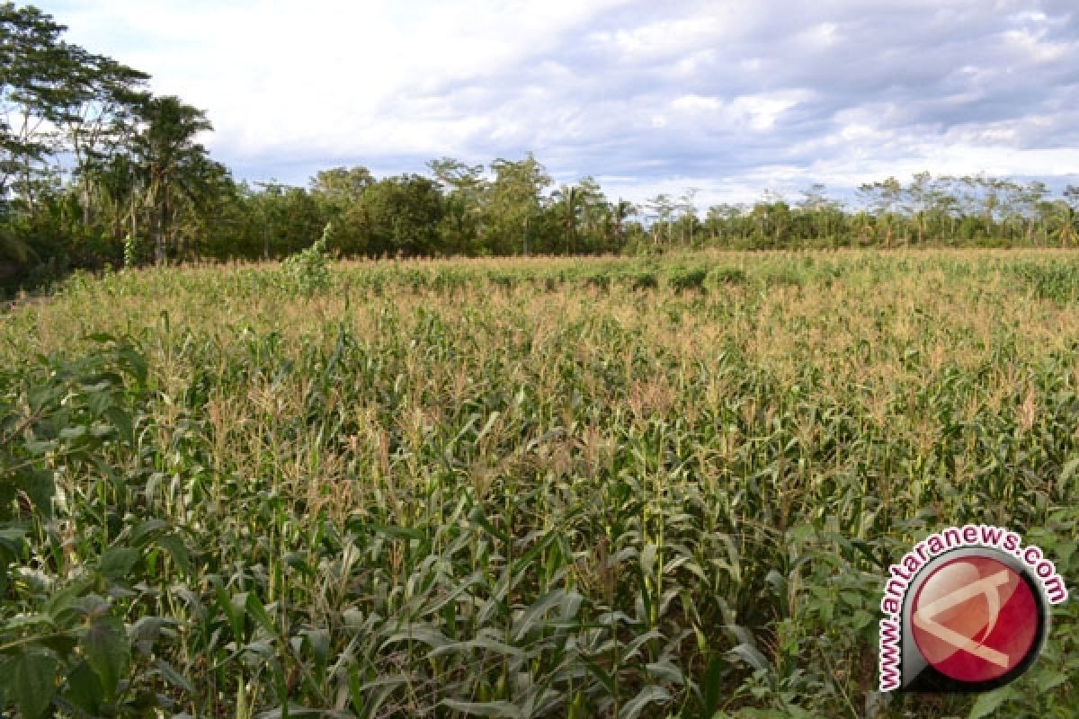 Gempita Target Pengembangan Tanaman Jagung