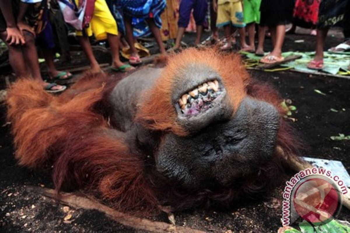 Sebanyak 48 butir peluru dikeluarkan dari mayat orangutan