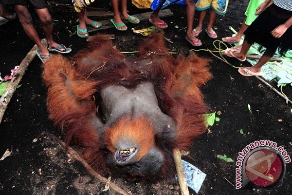 Orangutan mati di Desa Peniraman