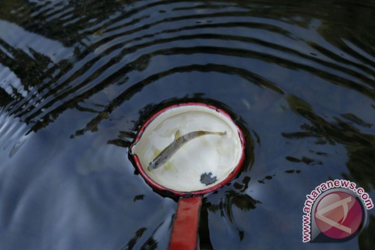 Salmon budidaya di Kanada ternyata berpenyakit