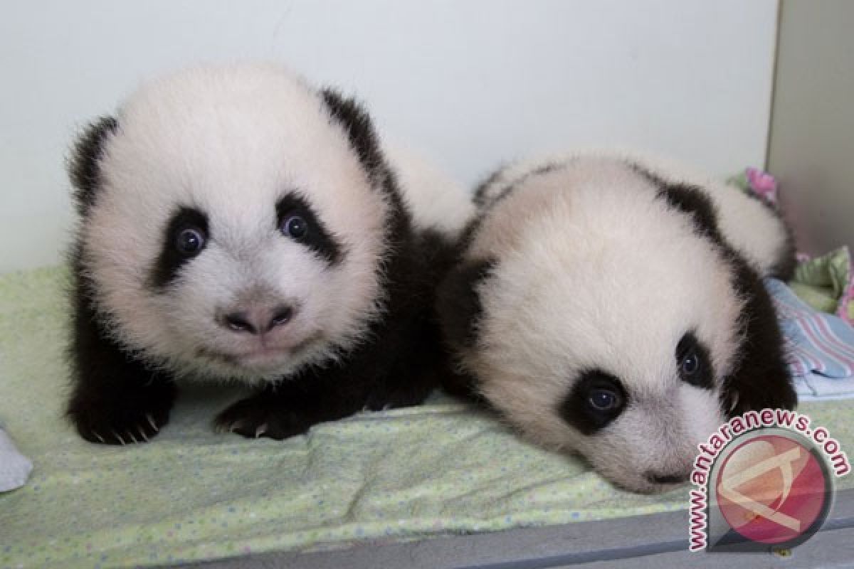 Panda raksasa Mei Xiang melahirkan di Kebun Binatang Washington