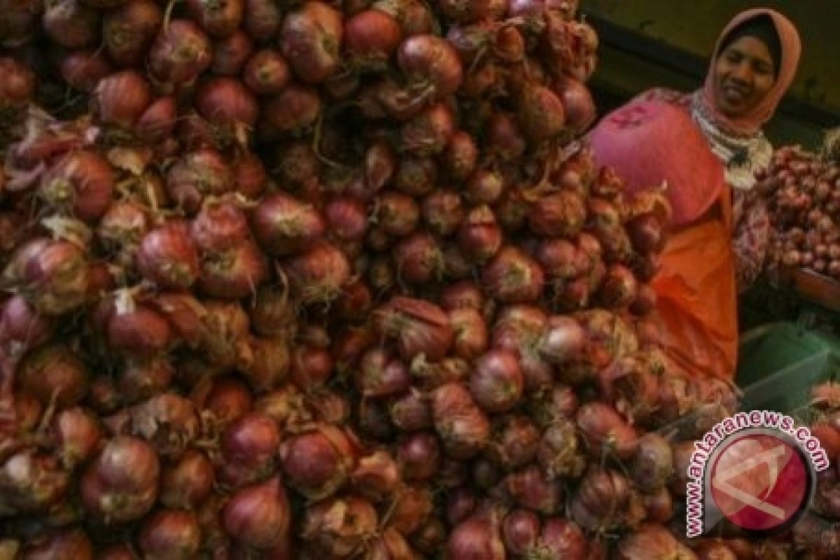 Produksi bawang merah Kulon Progo 444,75 ton 