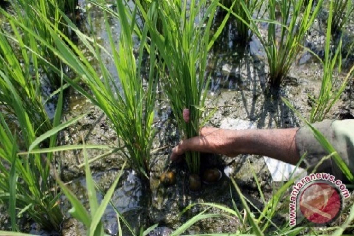 BP3 Wates selamatkan padi dari serangan keong 