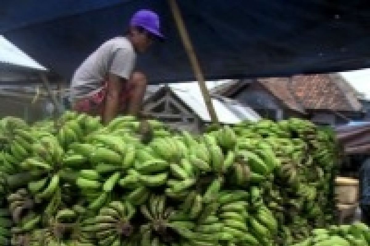 Bantul selenggarakan festival pisang