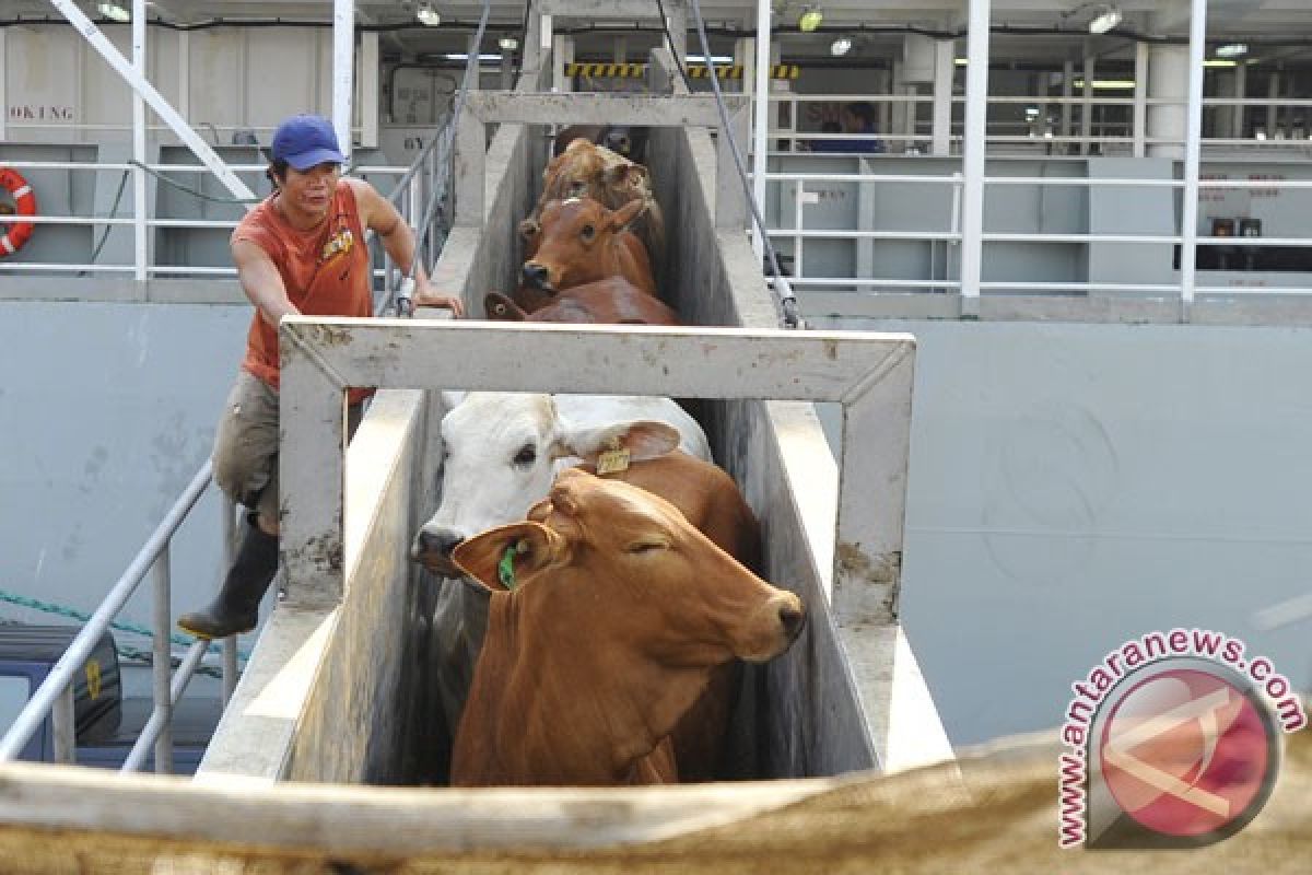 2.350 sapi Australia tiba di Tanjung Priok