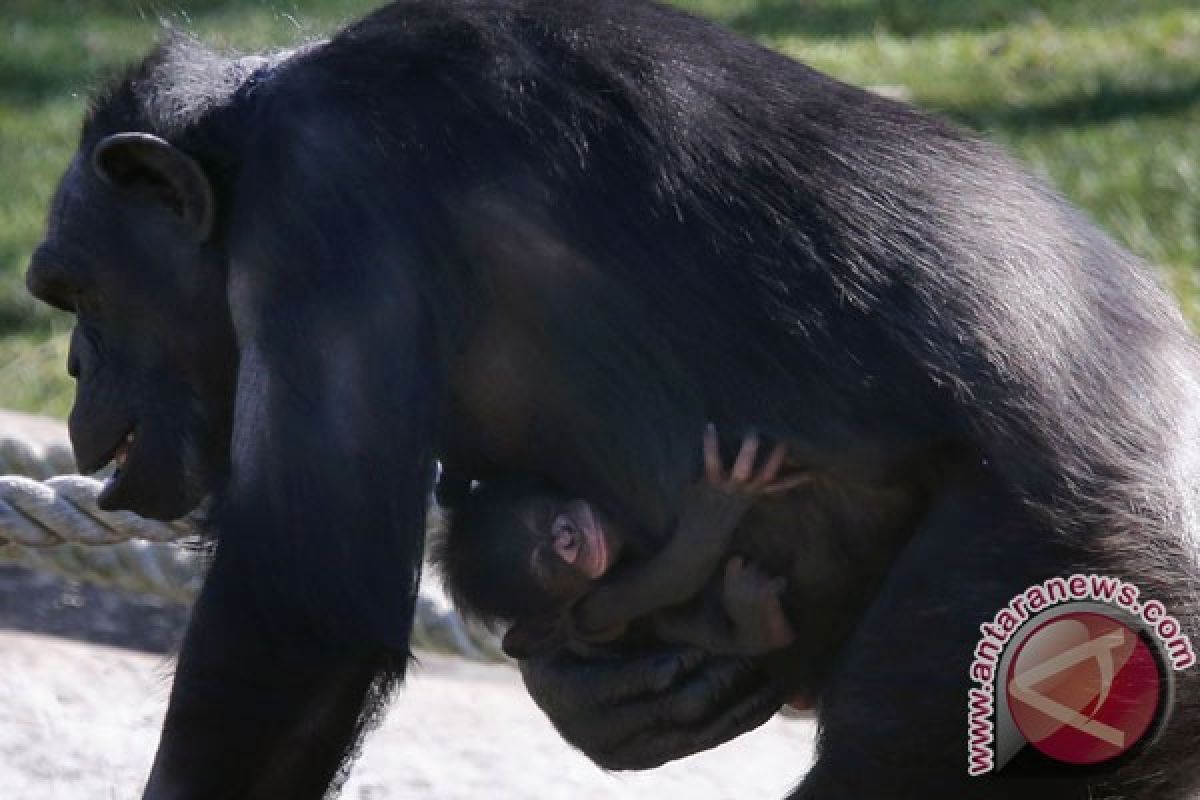 Simpanse Uganda doyan makan tanah liat