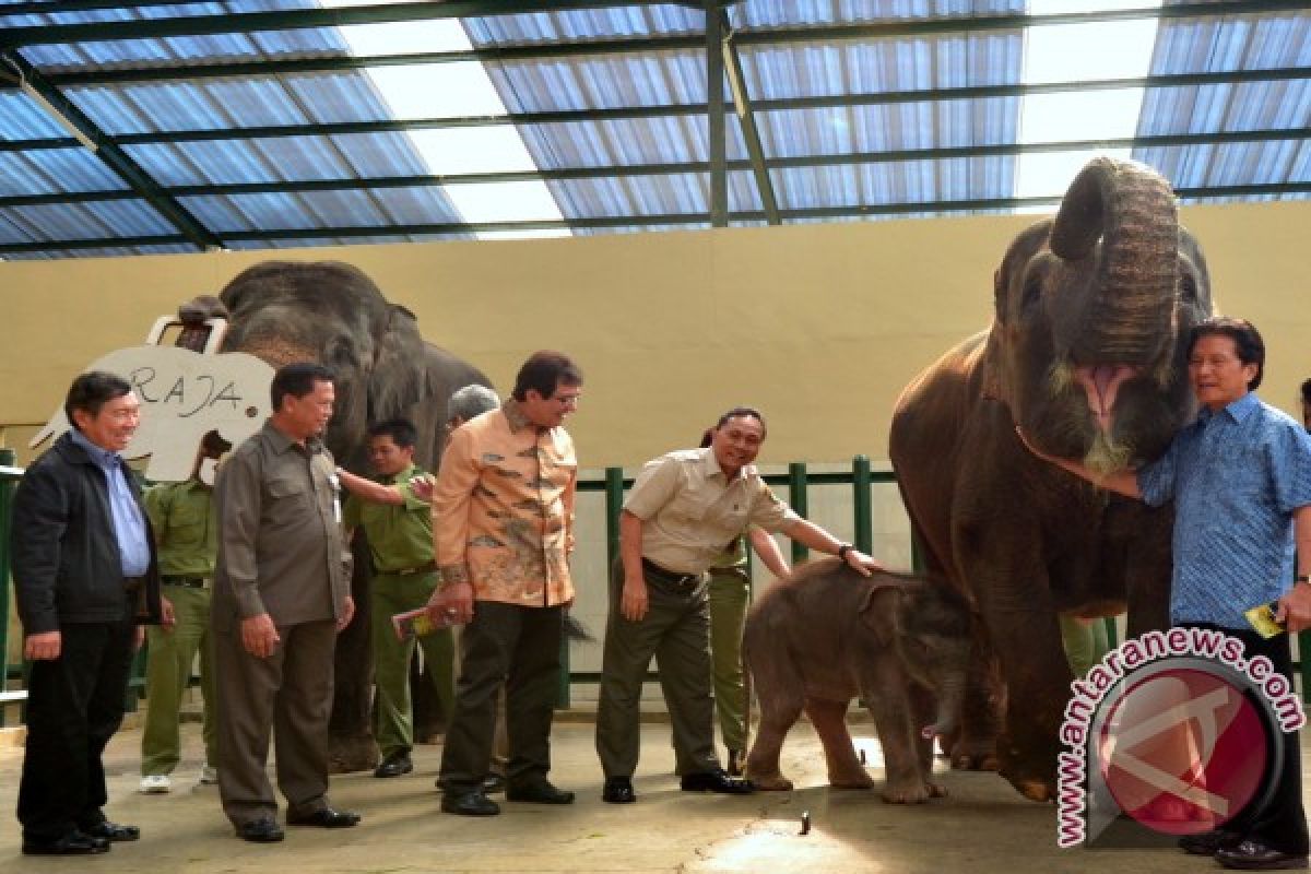 Menhut Beri Nama Raja Pada Anak Gajah Yang Lahir di Taman Safari Indonesia (TSI)