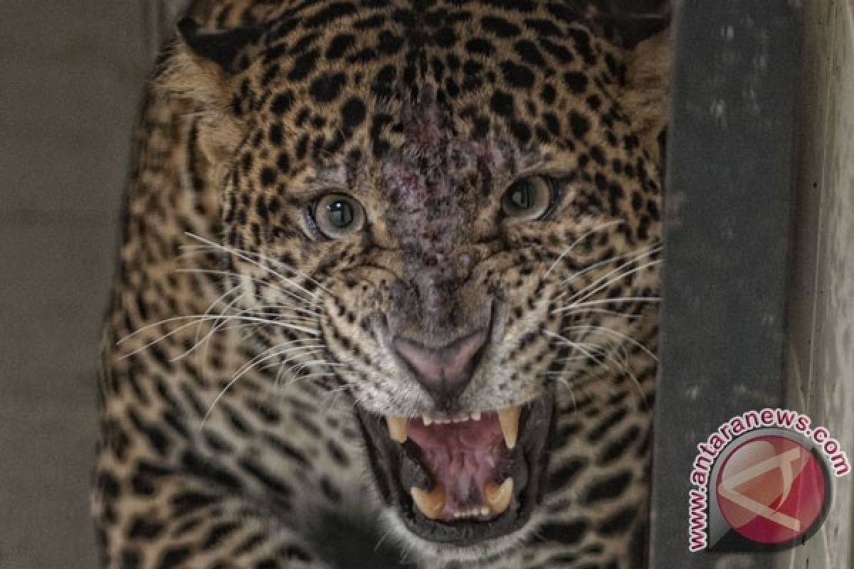 Rare Javan leopard spotted in Bromo Semeru National Park