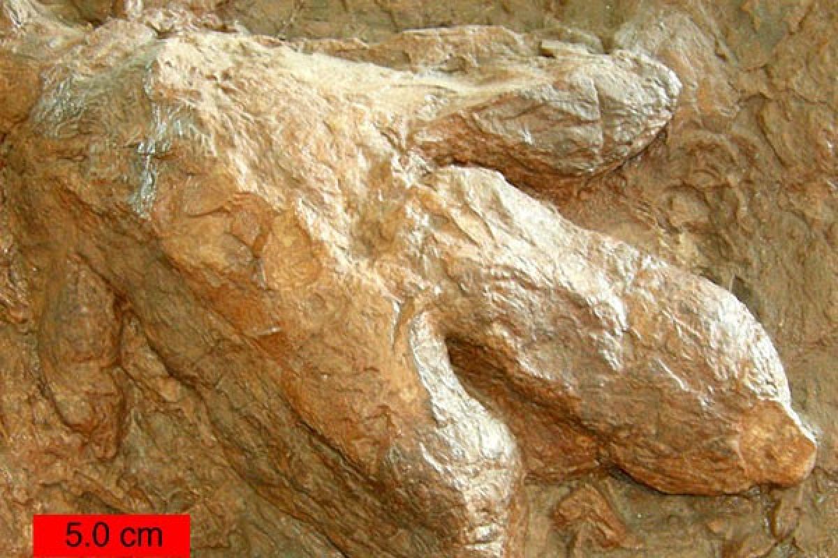 Puluhan jejak dinosaurus ditemukan di Korea Selatan
