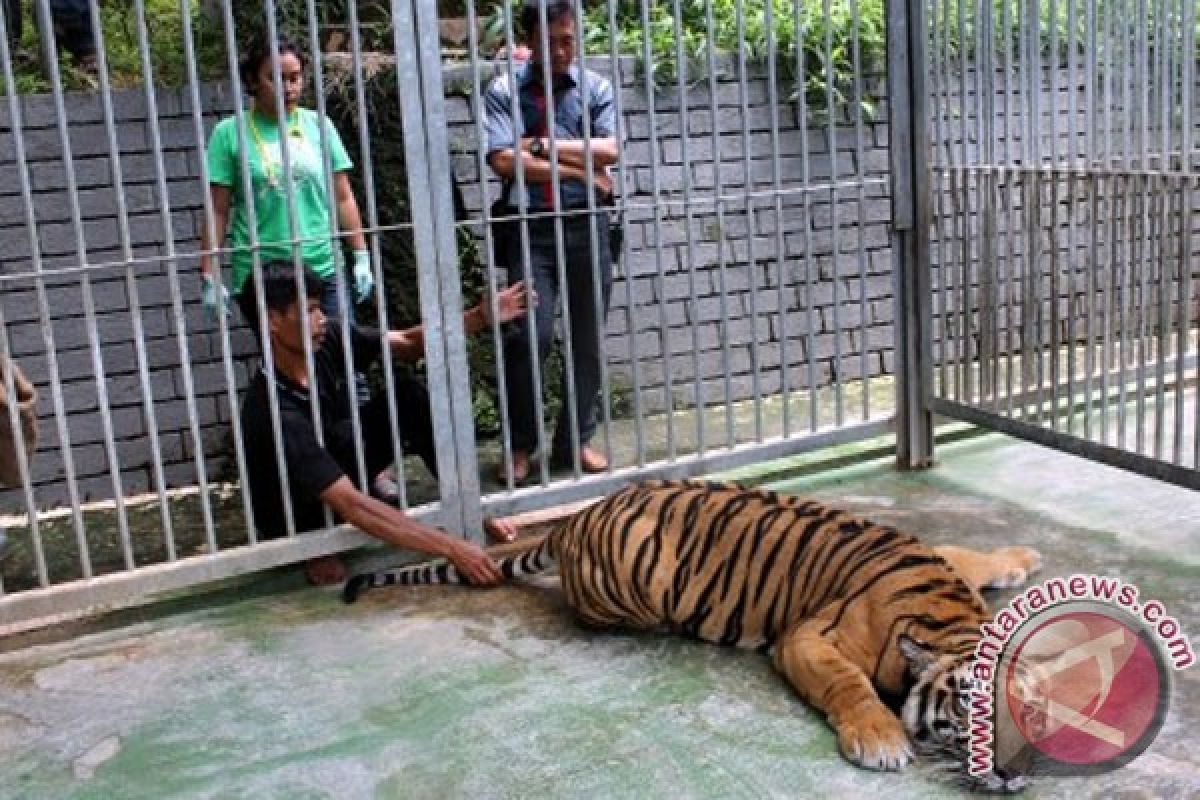 Dua selang bersarang di perut harimau sumatera