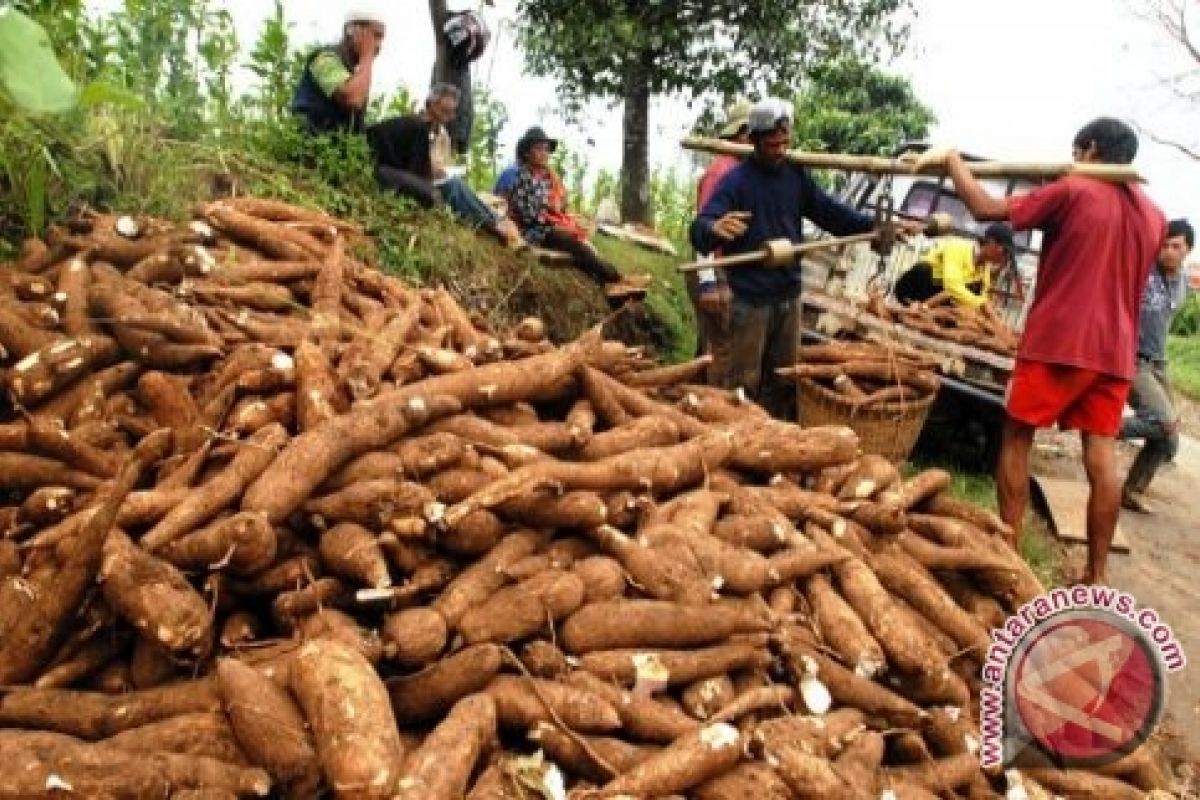 Petani Jayapura Panen Singkong Beracun