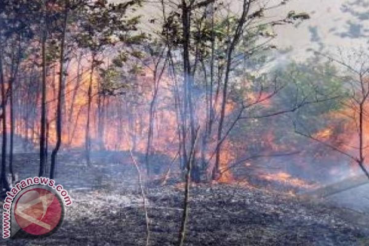 Polhut Bali Temukan Titik Api Kebakaran Hutan