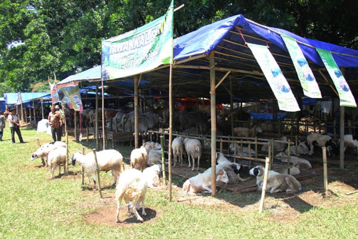 Pemkot Bogor pastikan hewan kurban bebas antraks