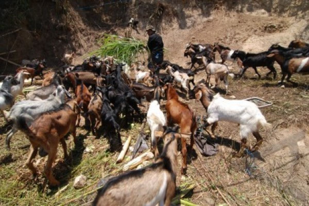 Sultra peroleh bantuan bibit kambing 150 ekor