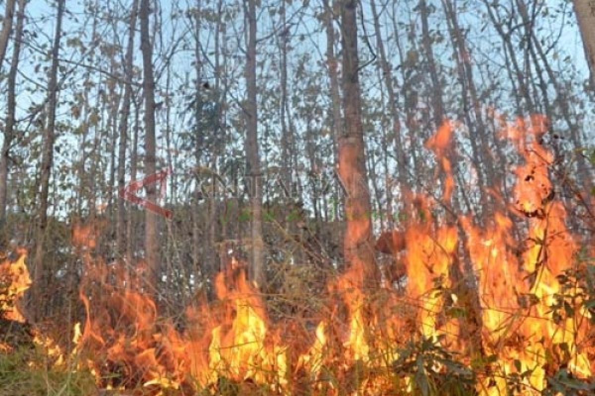 Kebakaran Hutan di Gunung Ijen 15 Ha