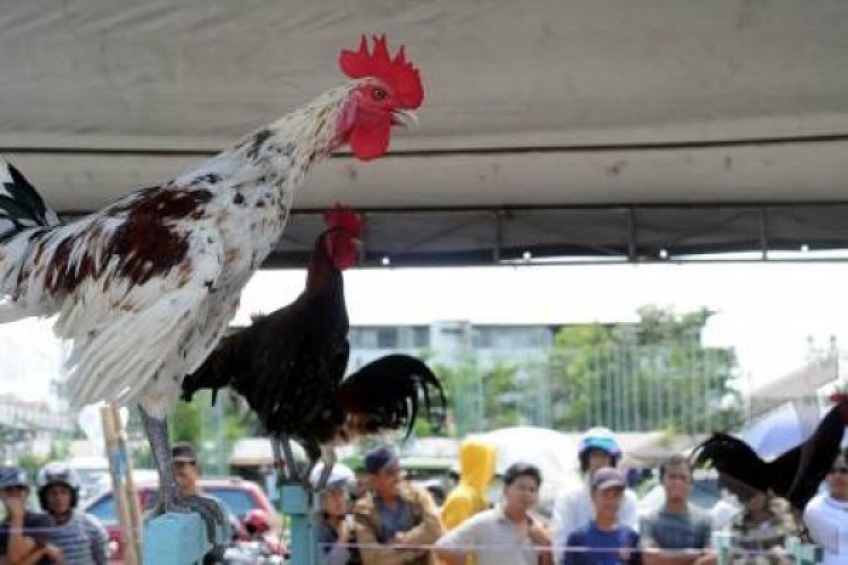 Ratusan Peserta Ikuti Kontes Ayam Ketawa Purwakarta