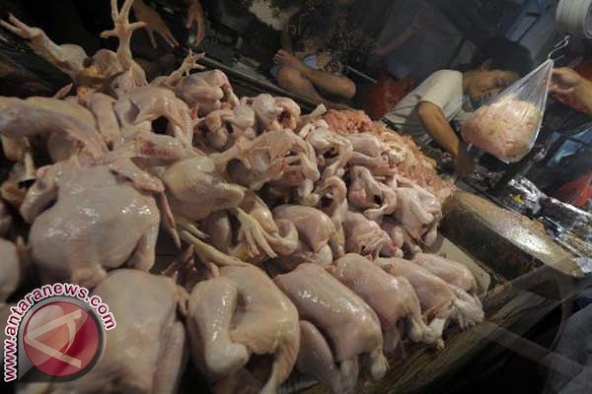 Harga Ayam Potong Mamuju Naik Jelang Lebaran