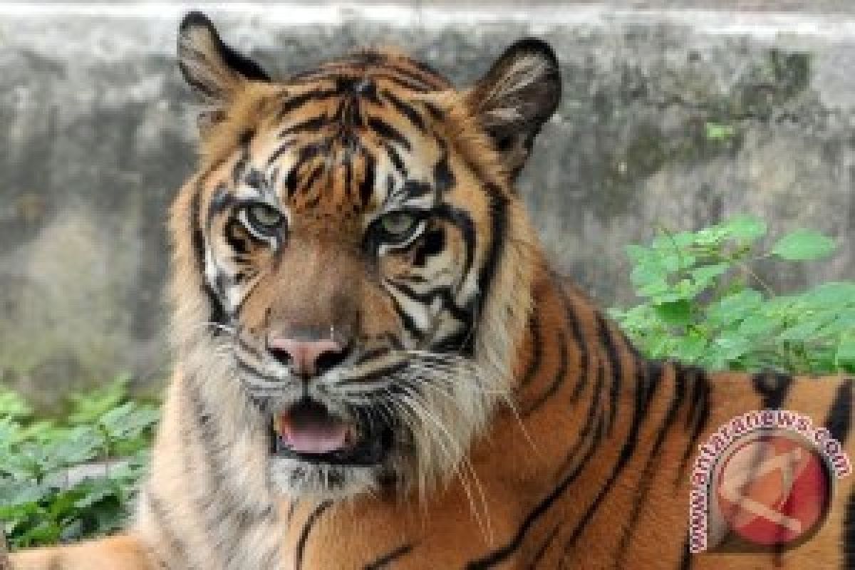Petugas temukan Harimau Sumatera dipelihara di vila