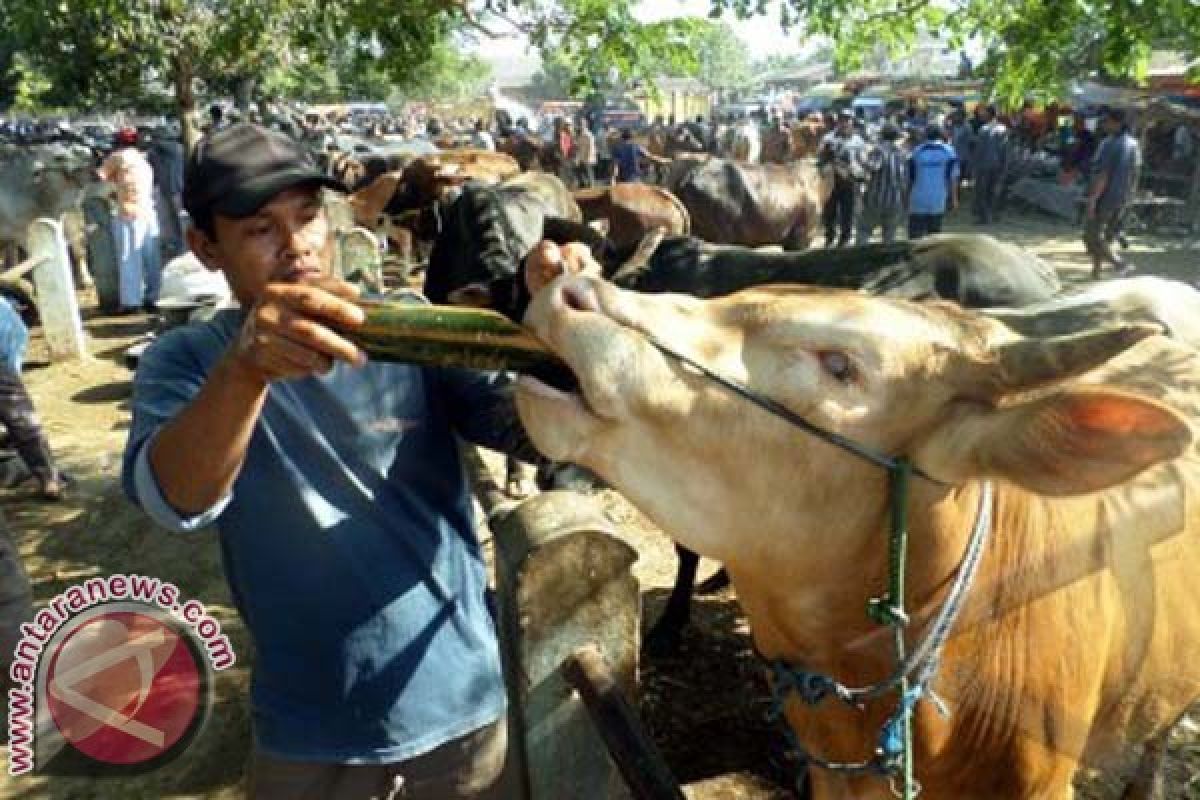 Pemprov Sulbar Sembelih 34 Ekor Hewan Kurban 