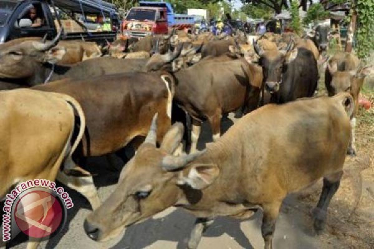 Pemkot Manado serahkan 11 ekor hewan kurban