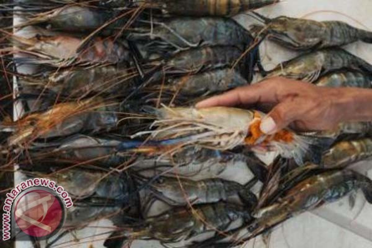 Sulsel Optimistis Produksi 33.000 Ton Udang 2014