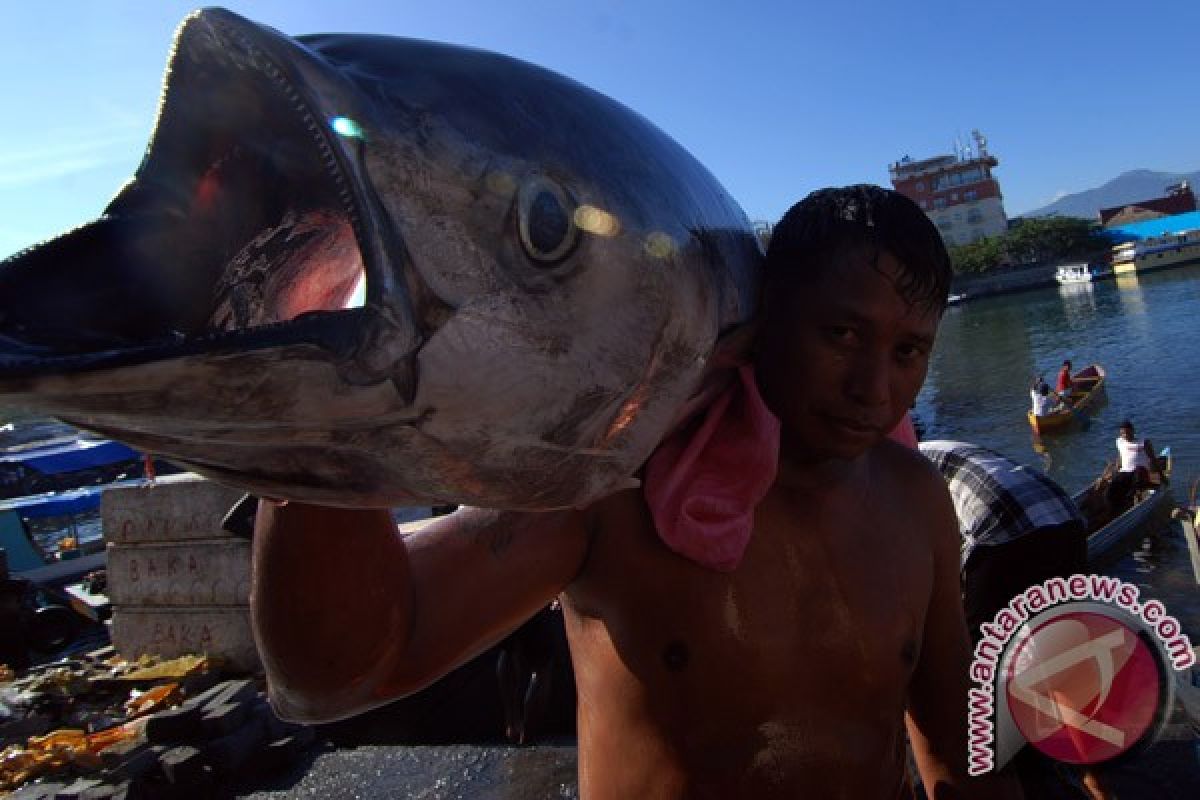 north sulawesi exports fresh tuna to thailand