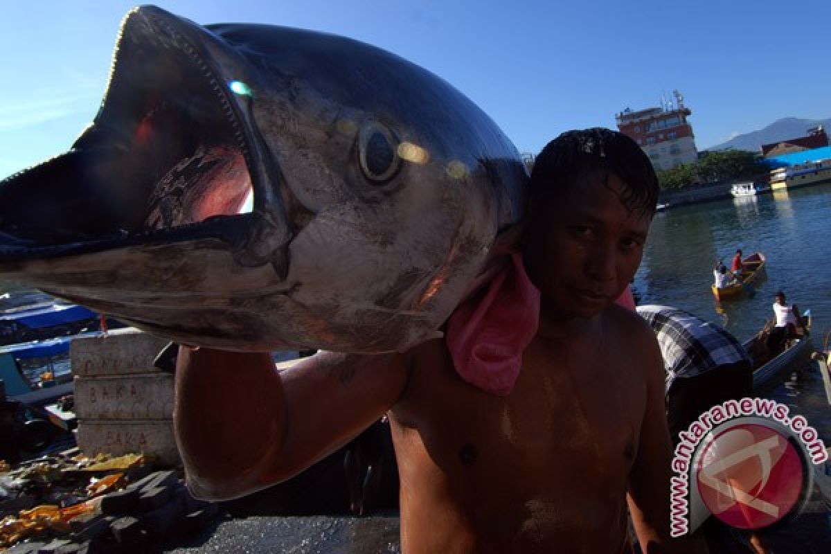 Tuna sirip kuning berhasil dipijahkan