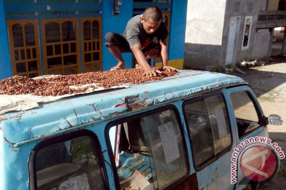 60.000 petani Sulbar dilatih kembangkan kakao