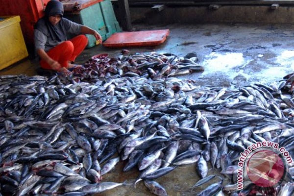 Ikan kayu Sulut makin diminati pasar internasional