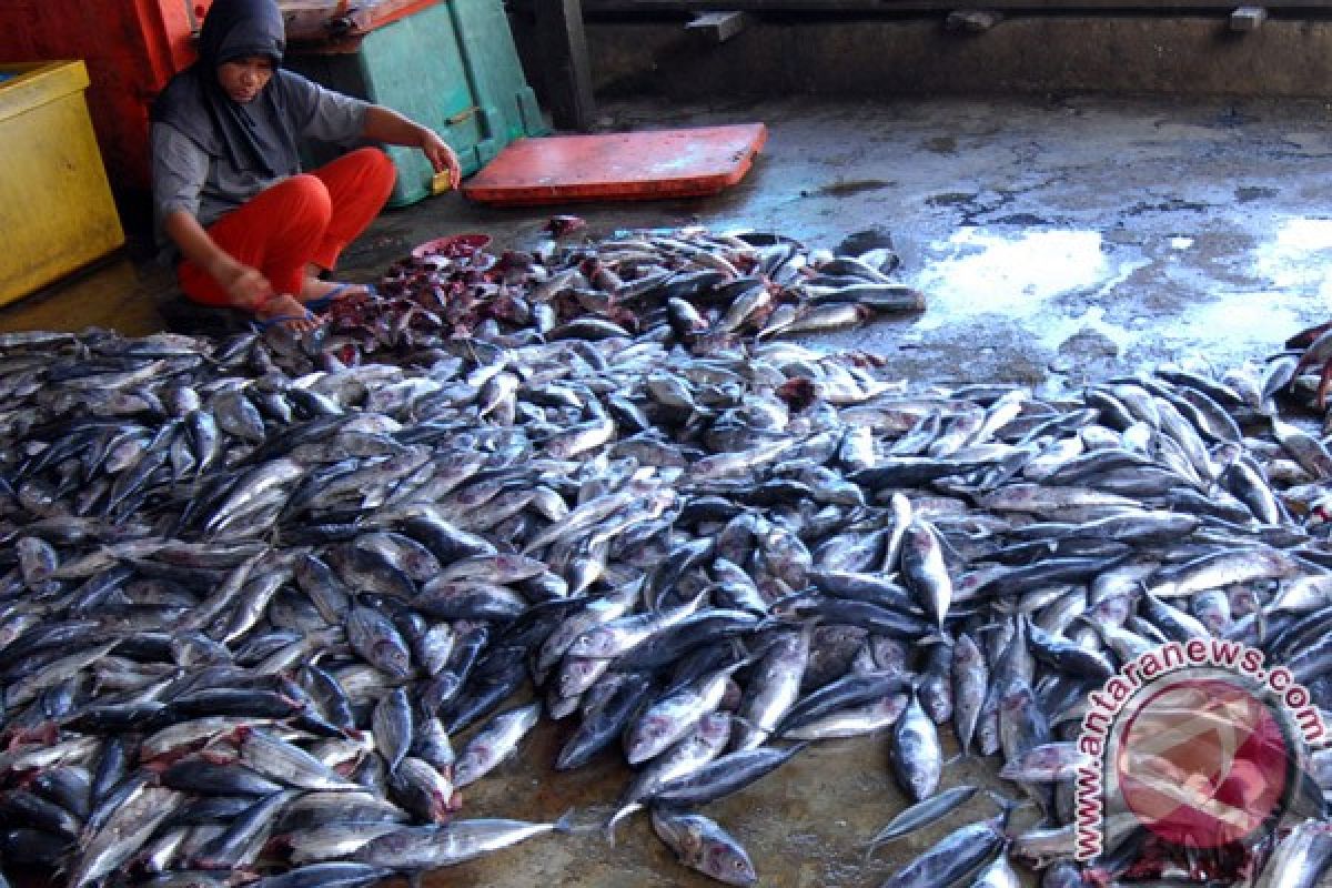 Sulut ekspor ikan kayu ke Jepang