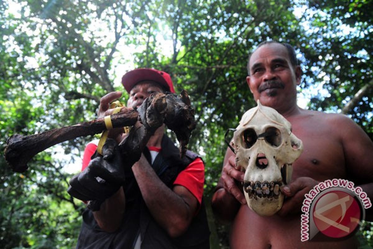 Dua warga  tersangka pembunuh orangutan