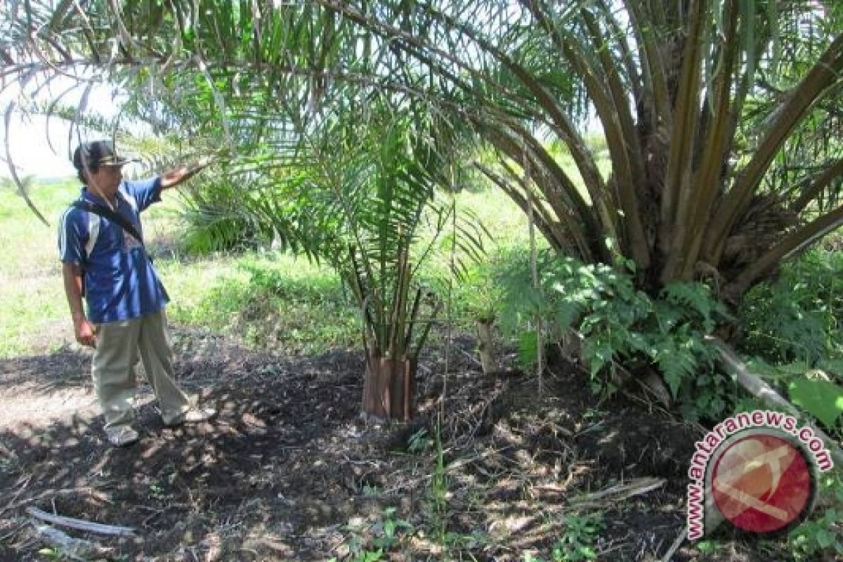 Warga Pondok Suguh panen buah sawit dalam hutan