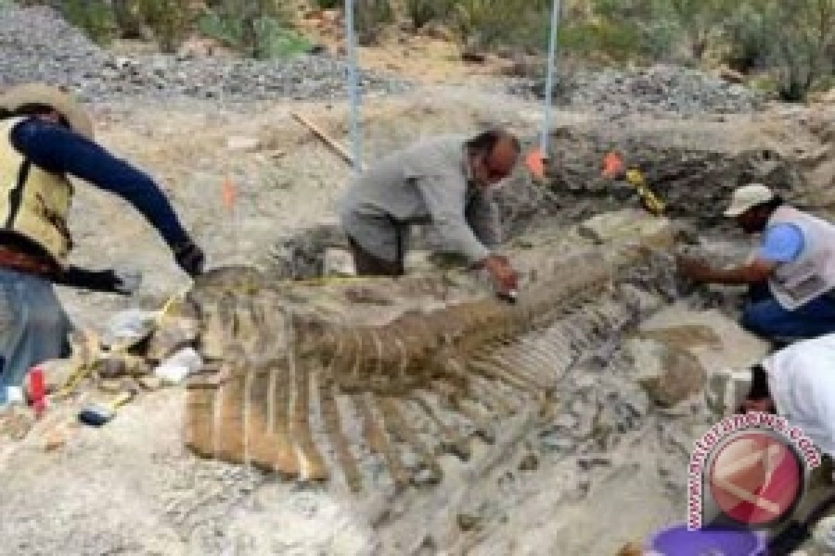 Jejak Kaki Dinosaurus Besar Ditemukan di Bolivia