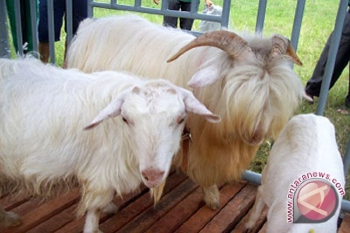 UGM konservasi sperma beku kambing gembrong 