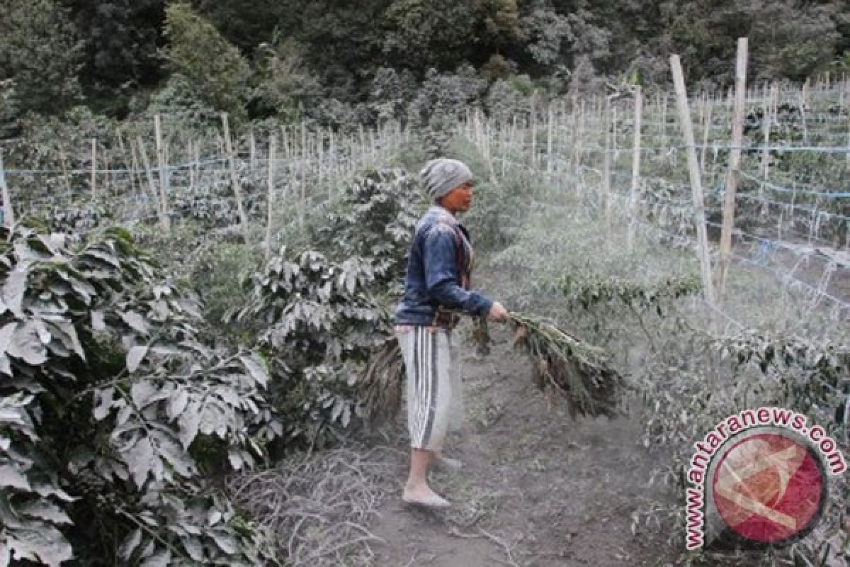 Pasokan sayur ke Medan terganggu erupsi Sinabung