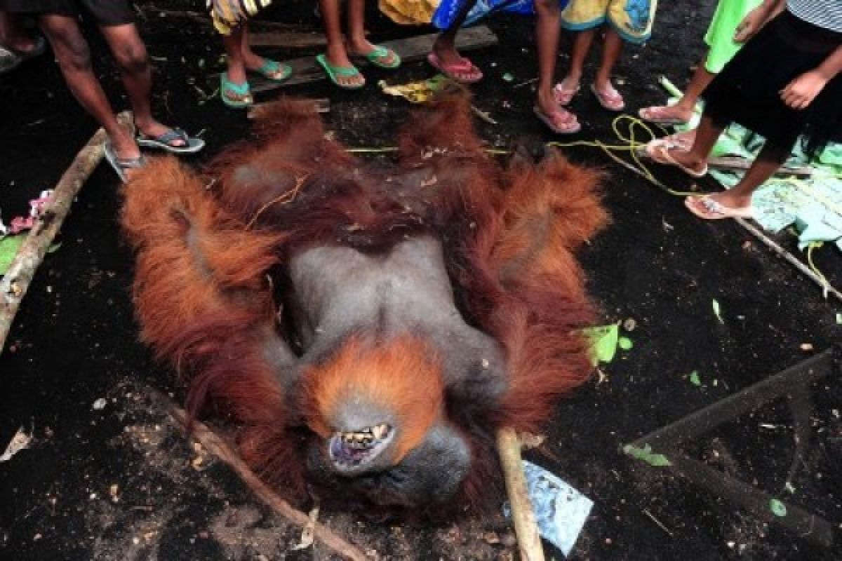 Seekor orangutan ditemukan tewas dengan 48 butir peluru