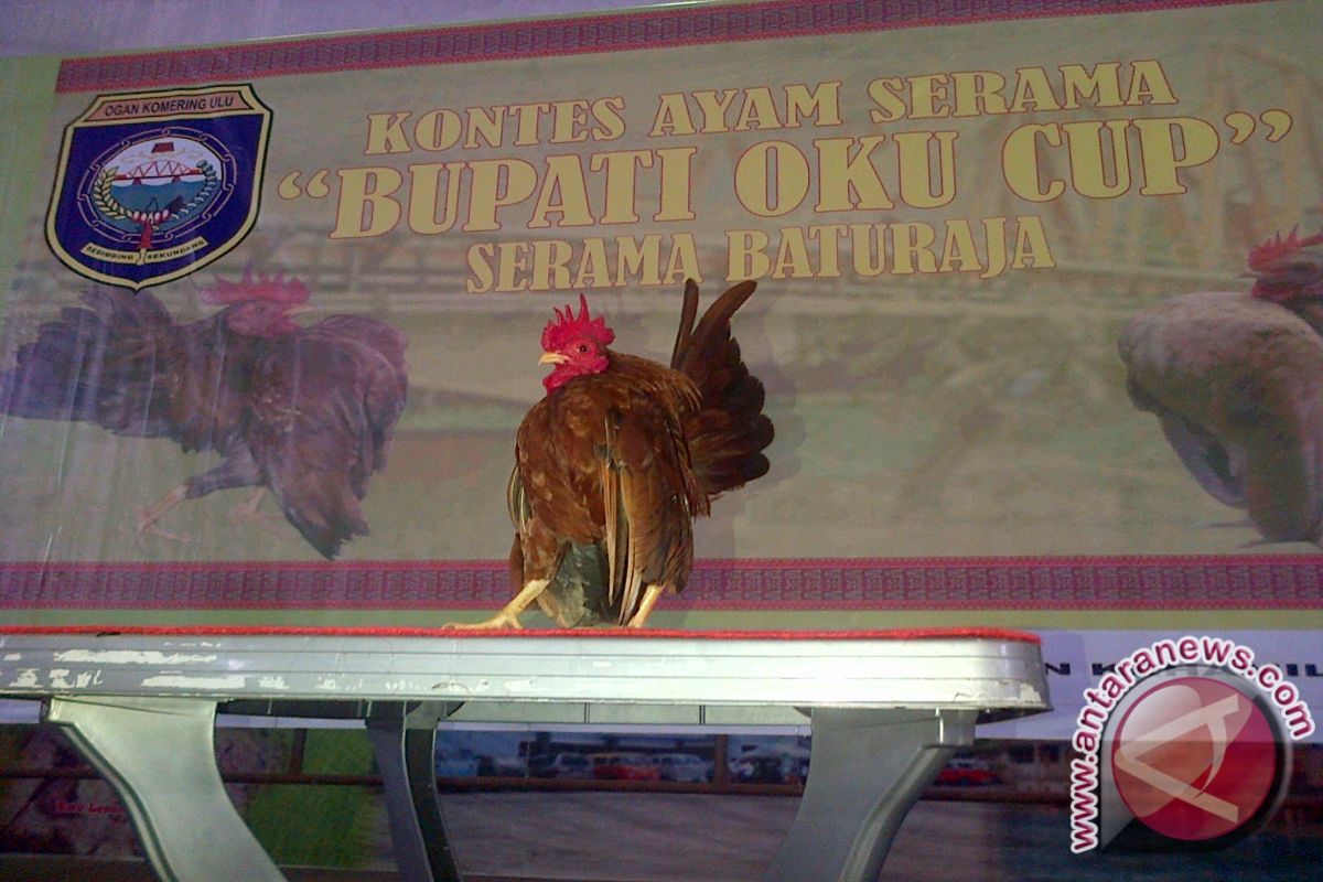 Ratusan ayam Serama di Baturaja  tampil mempesona