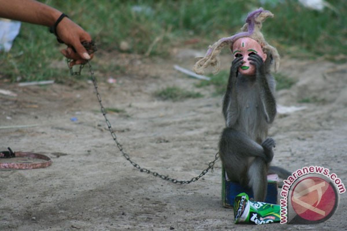50 satwa topeng monyet disita di Jabar